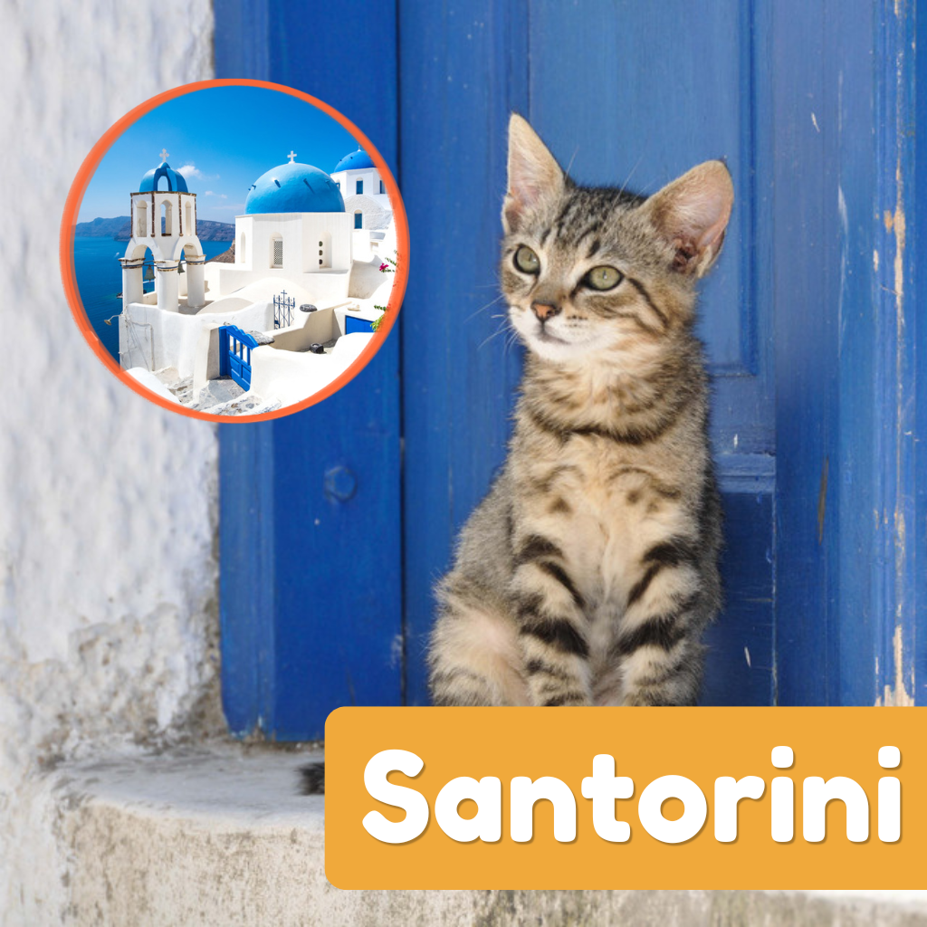 A tabby kitten sitting in a blue doorway in Santorini with an inset of a blue-domed church
