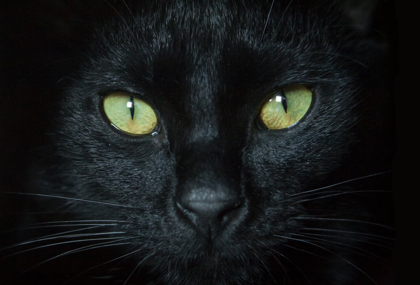 A black cat with green-gold eyes looking directly at the camera