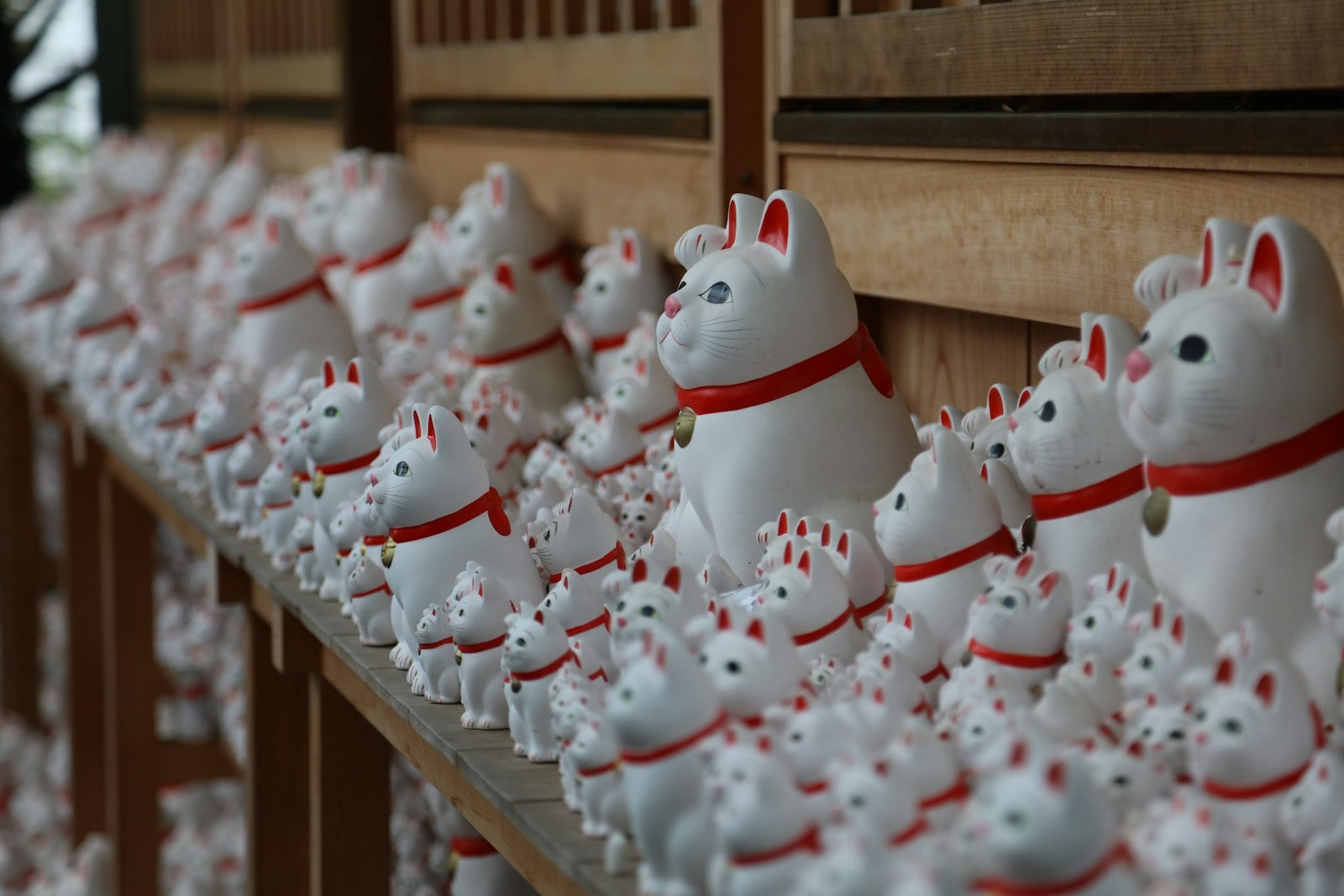 Rows of white maneki-neko figurines with red collars and raised paws, left by visitors at Gotokuji temple in Tokyo
