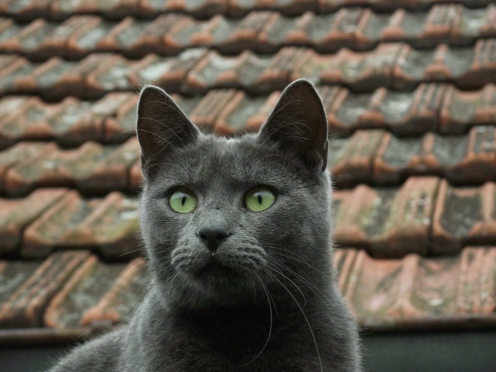 A gray Russian Blue-type cat with green eyes
