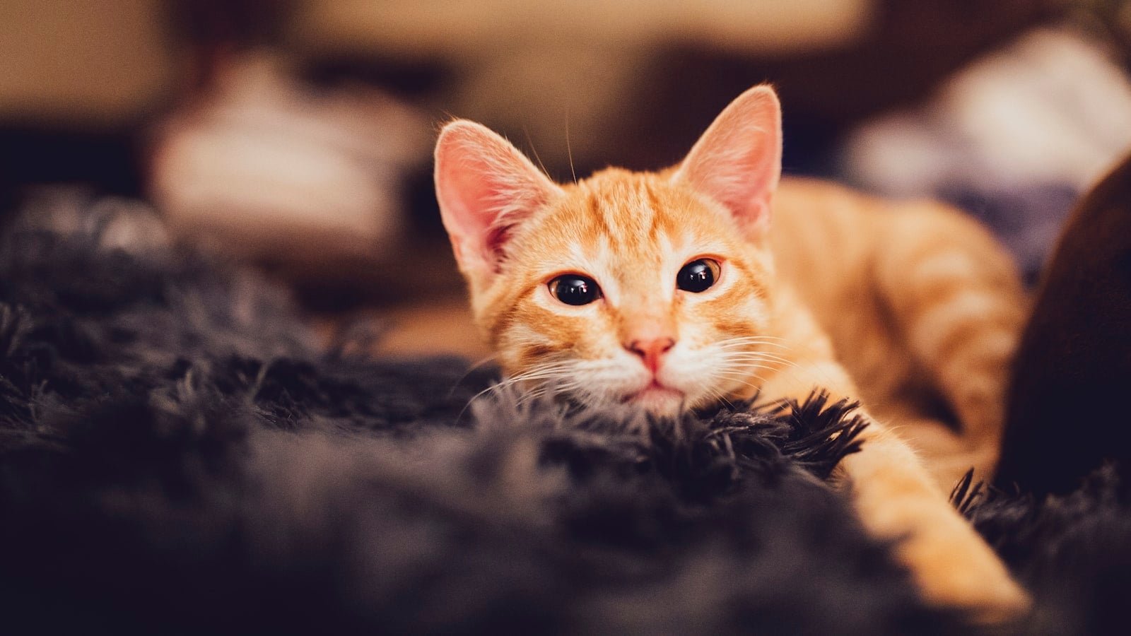 An orange ginger tabby cat resting and looking at the camera
