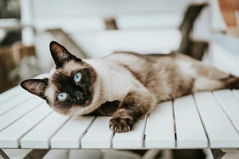 A seal-point Siamese cat with blue eyes lying on a table