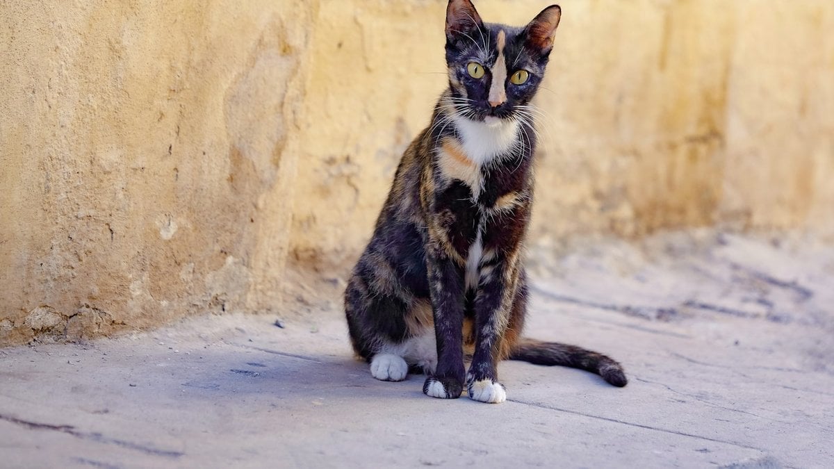 A tortoiseshell cat with mottled black and orange fur and white paws, sitting outdoors