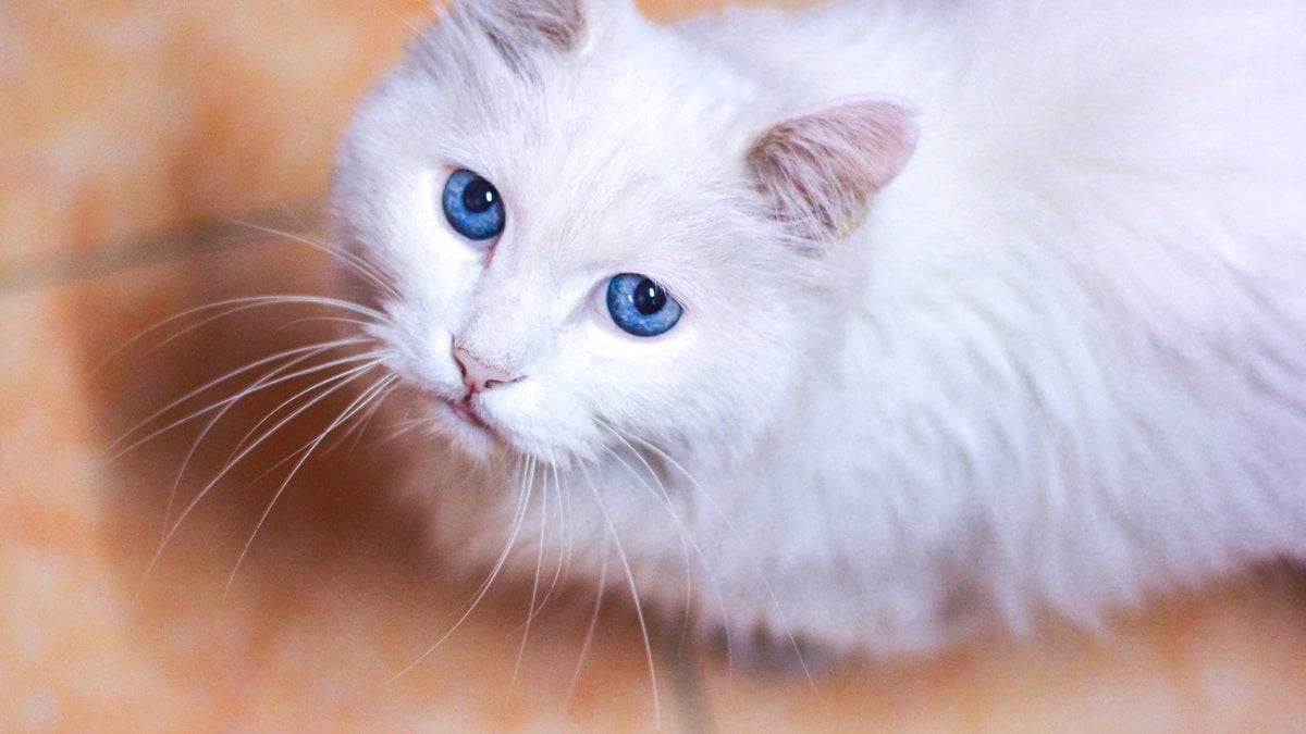A fluffy white cat with striking blue eyes