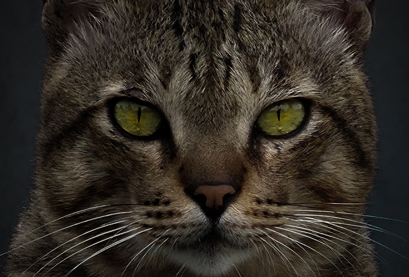 A brown tabby cat facing the camera, with the M-shaped striping visible on its forehead