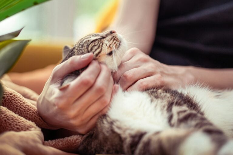 A relaxed tabby cat lying back in a person’s hands getting a gentle chin rub