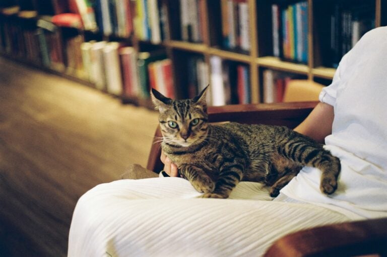 A tabby cat sitting on a person’s lap in front of a wall of bookshelves