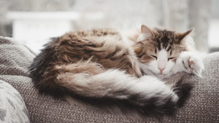 A fluffy long-haired cat with a graying muzzle curled up asleep on a couch by a bright window
