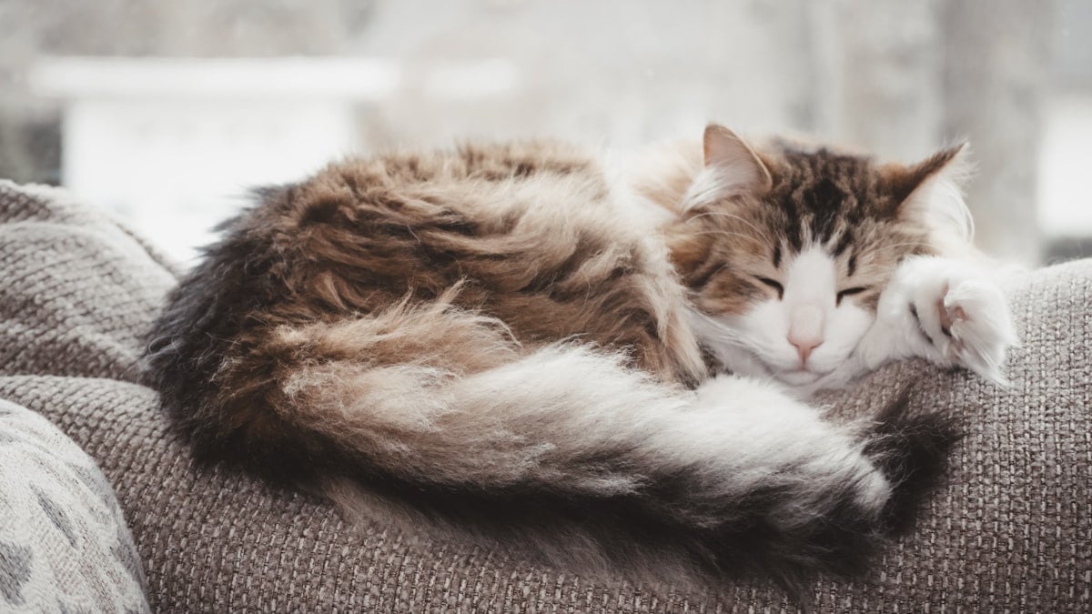 A fluffy long-haired cat with a graying muzzle curled up asleep on a couch by a bright window