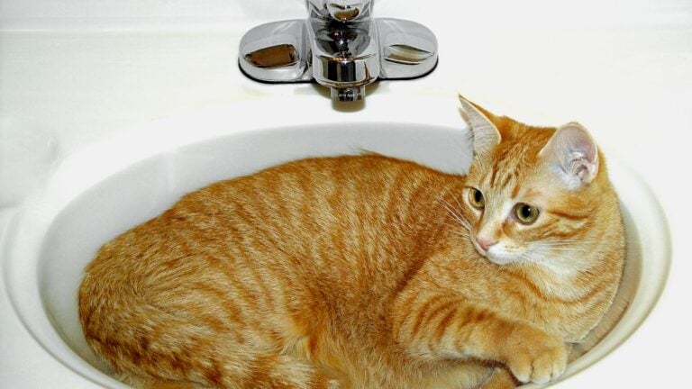 An orange tabby cat curled up asleep inside a white bathroom sink under the faucet