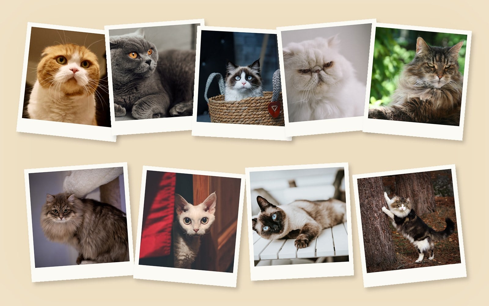 Collage of polaroid photos of nine cat breeds