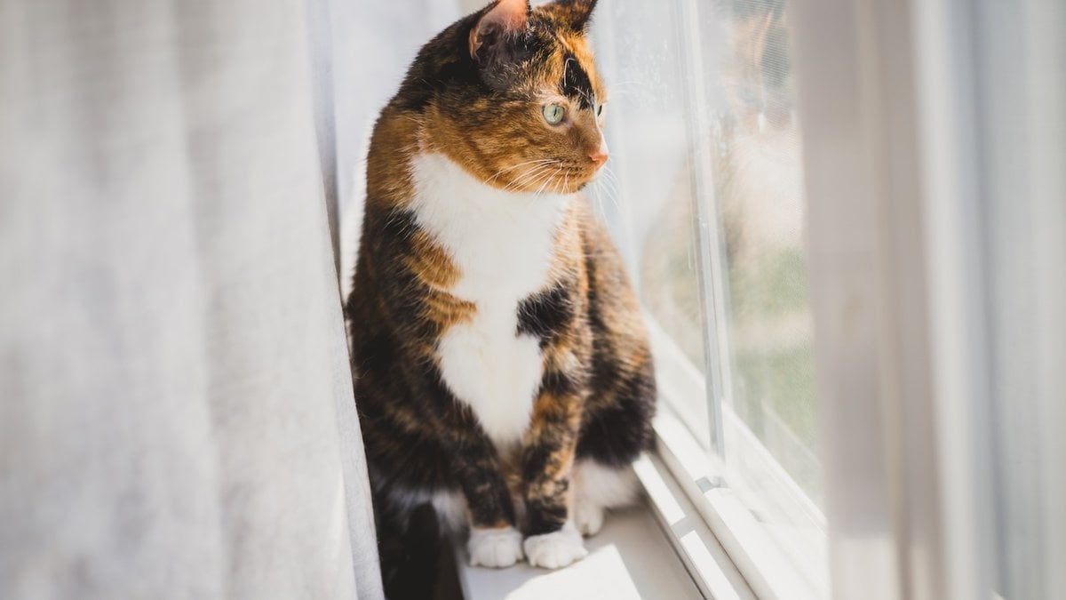 A calico cat, the traditional model for Japan's beckoning-cat figurine