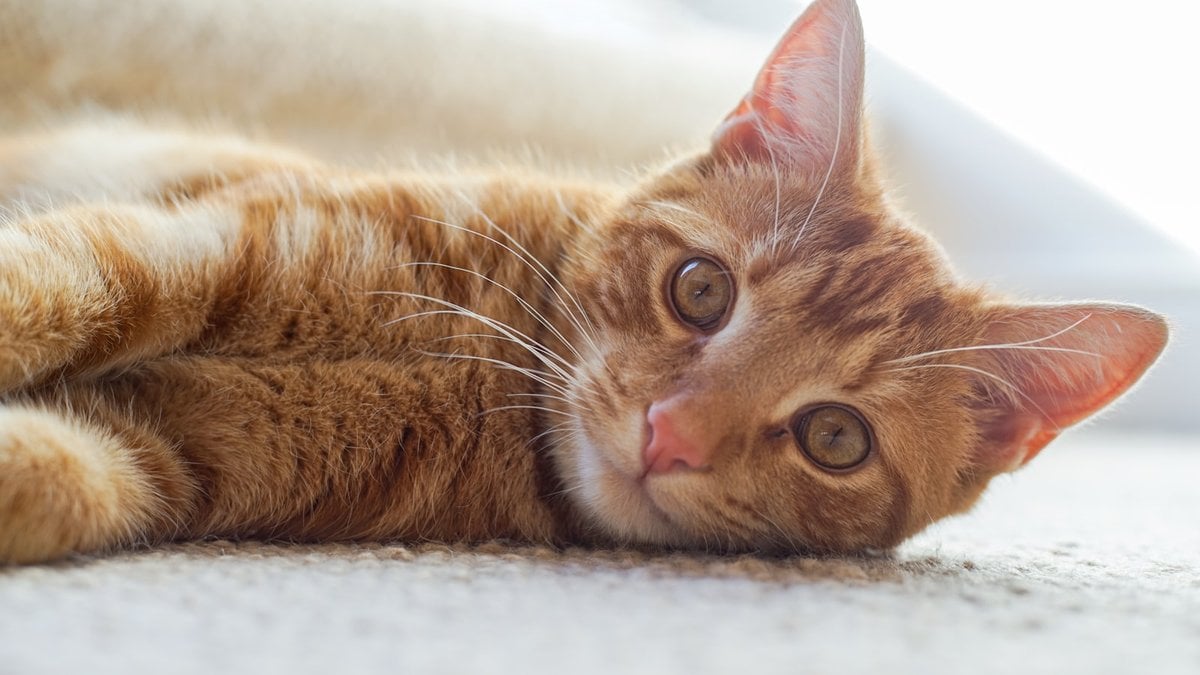 An orange tabby cat, known in Japanese as a chatora