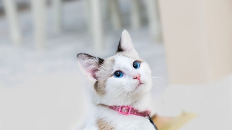 A cat sitting calmly in a bright, minimal Japanese-style room