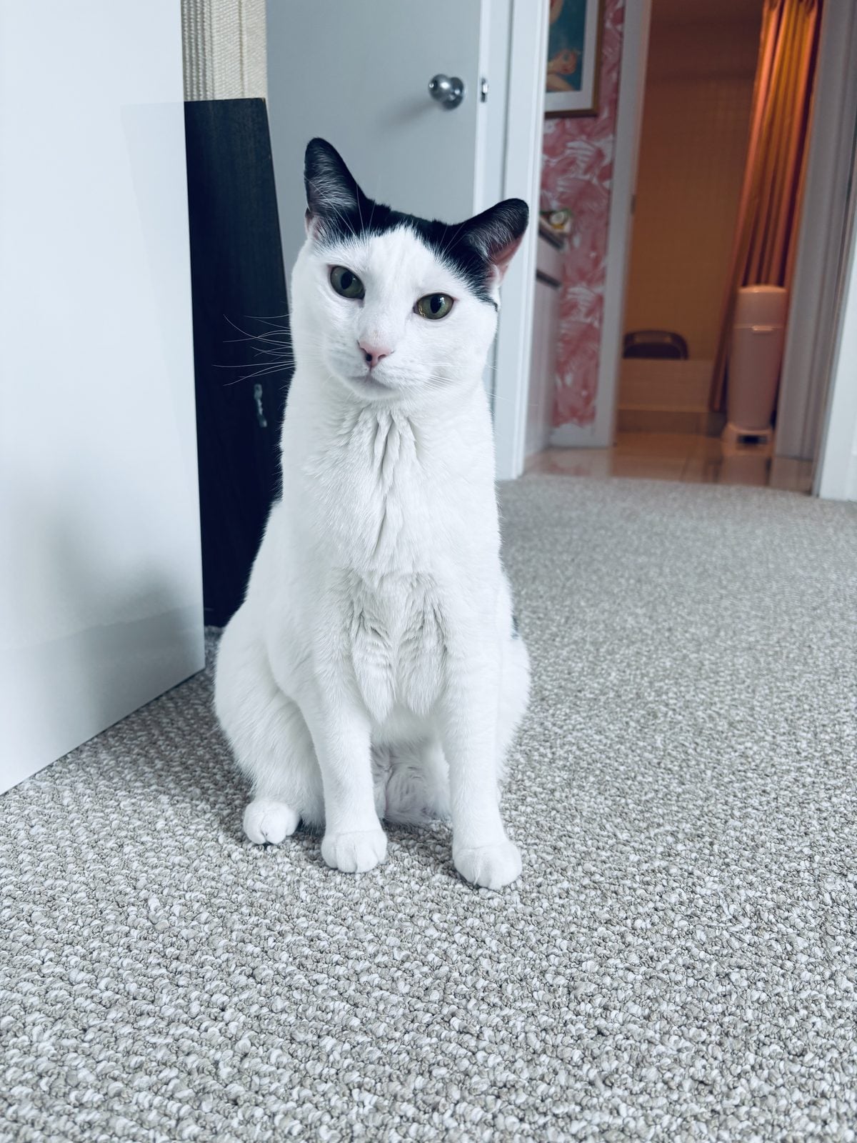 Louis sitting up straight in the hallway, listening intently