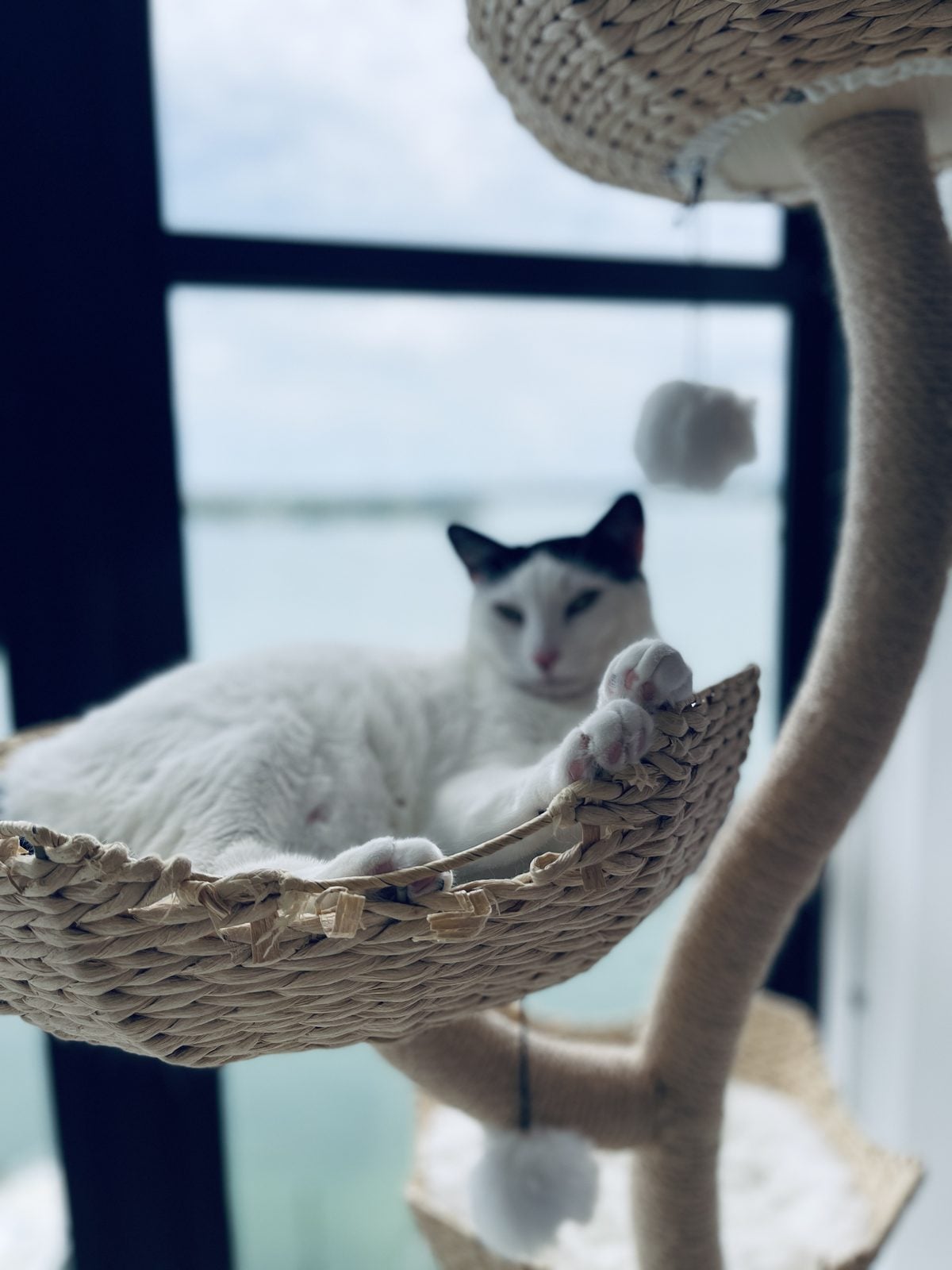 Louis lounging in the cat tree's woven window basket
