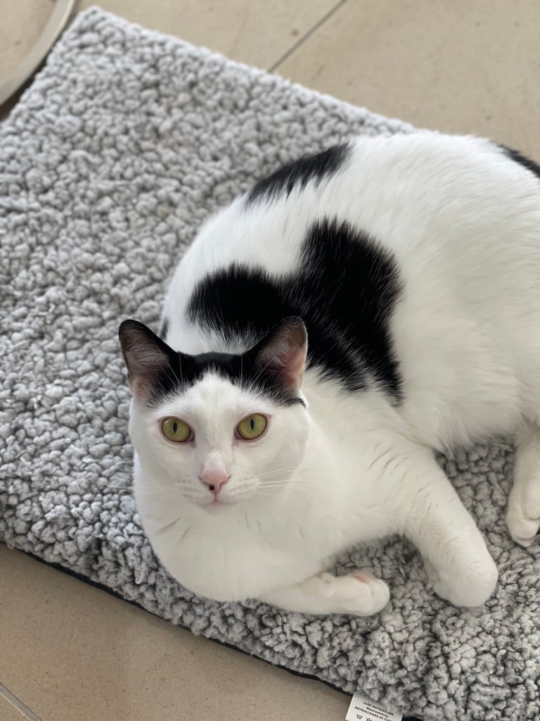 Louis, a mostly white cat with black patches over his ears and eyes and big black spots down his back, lying on a gray blanket and looking up at the camera