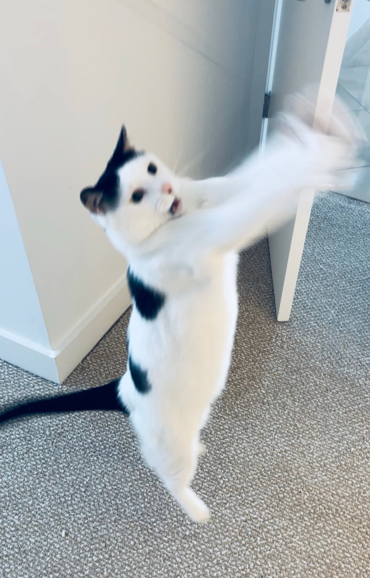 Louis standing on his back legs swatting at the interactive butterfly wand toy