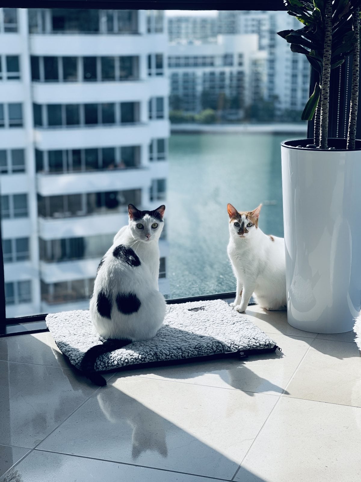Louis sitting on the self-warming pad by the window