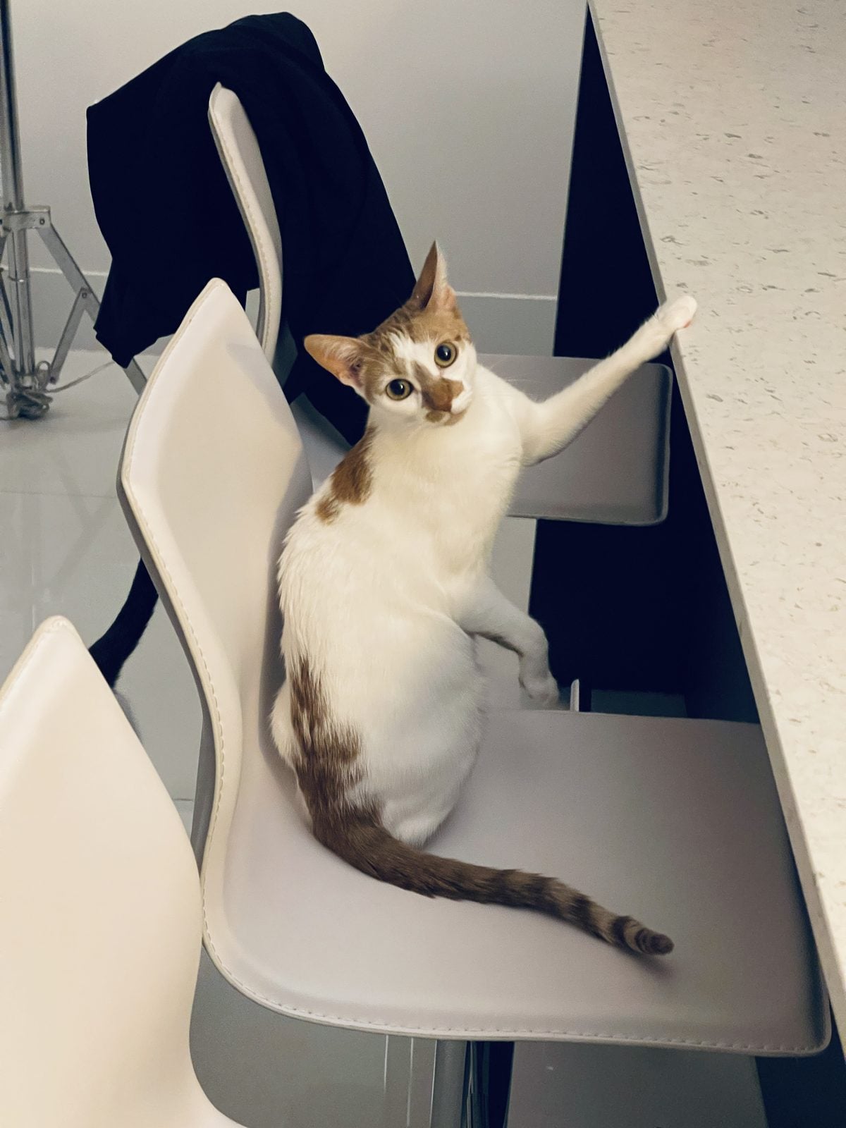 Thelma sitting on a barstool with one paw already up on the kitchen counter