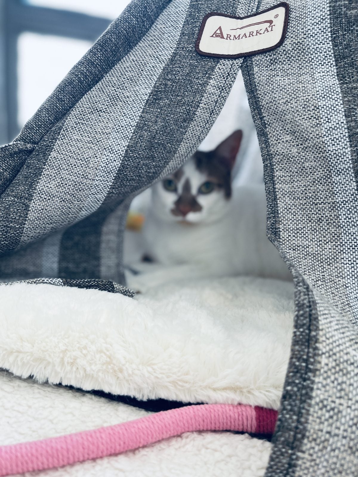 Thelma inside an Armarkat teepee-style cat bed