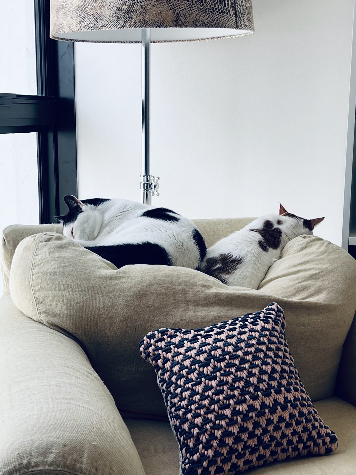 Thelma and Louis asleep together on an armchair