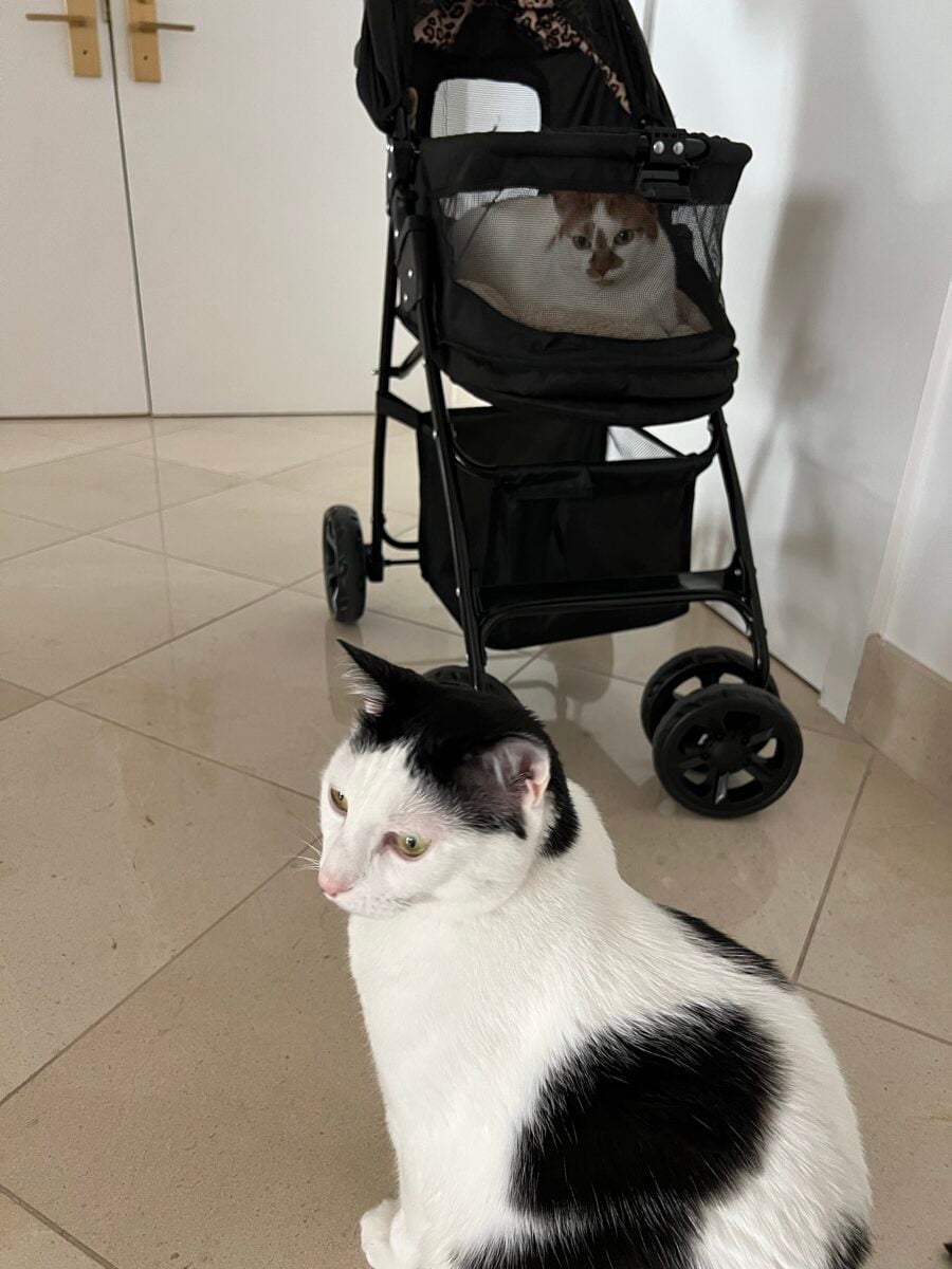 Thelma peeking out of the cat stroller while Louis sits beside it
