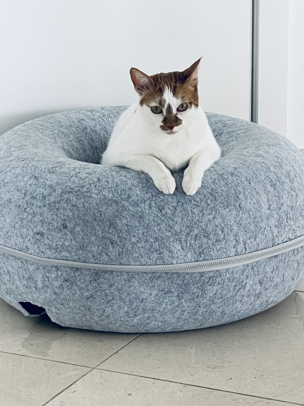 Thelma sitting on top of a gray felt cave bed