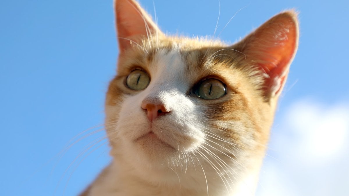 A cat with ears turned to catch a familiar voice