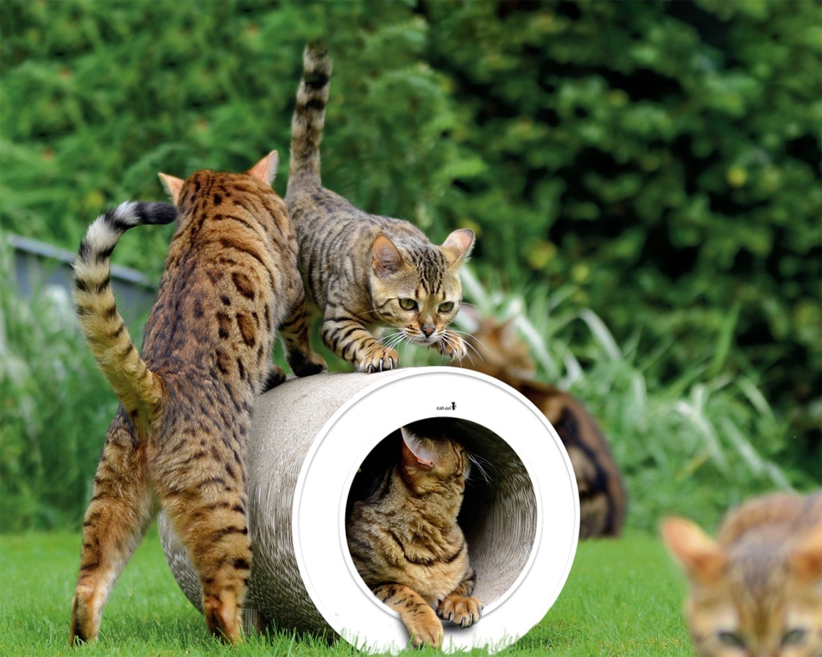 A cat inside a sculptural curved cardboard tunnel that doubles as a scratcher and perch