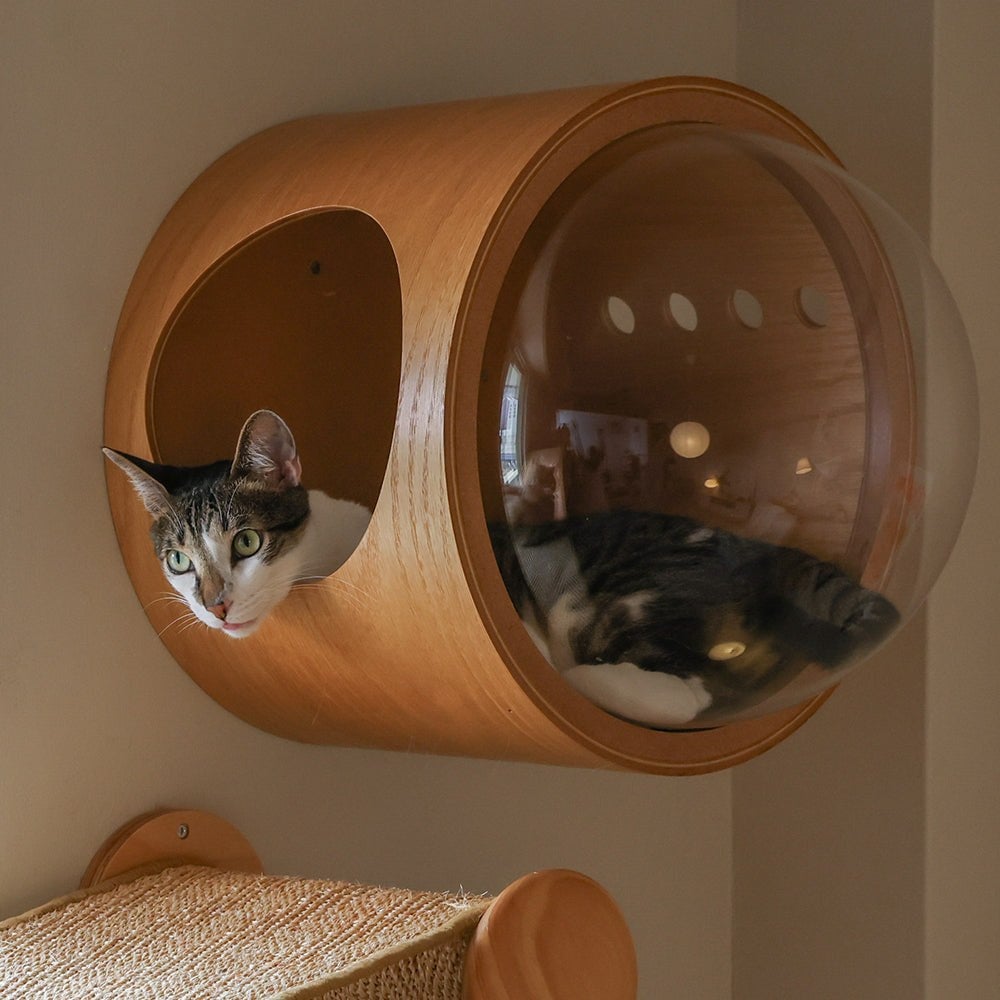 A cat peering through the clear acrylic window of a round wooden wall-mounted pod