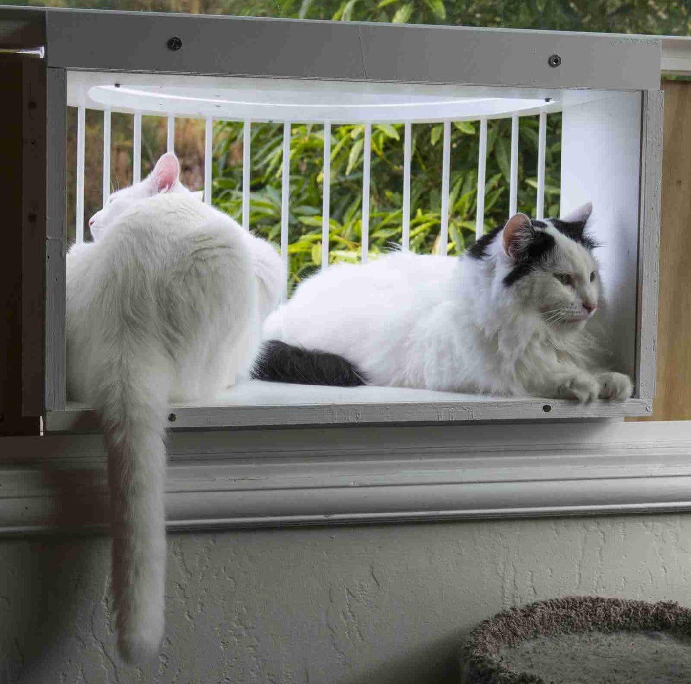 A cat sitting inside a screened window enclosure that projects outside a house