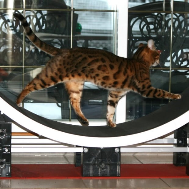 A cat running inside a large white indoor exercise wheel