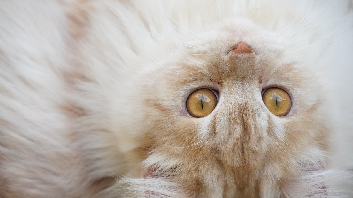 An upside-down cat face filling the frame