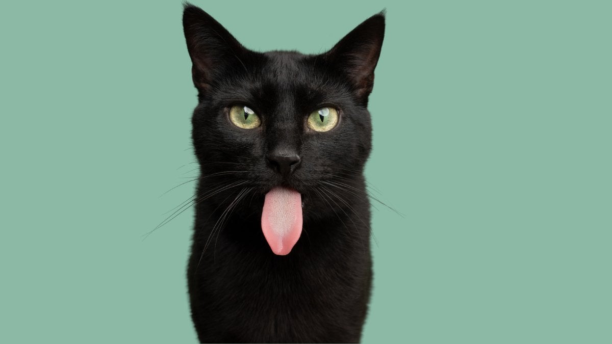 A black cat sticking its tongue out against a sage green background