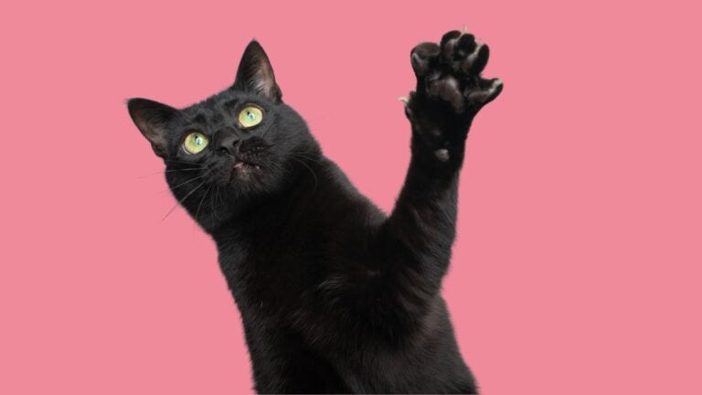 A black cat with green eyes reaching one paw up toward the camera against a pink background