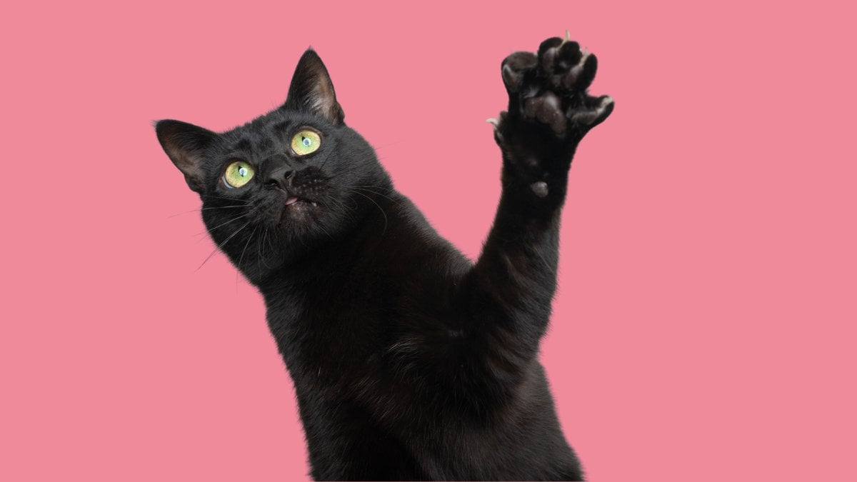 A black cat with green eyes reaching one paw up toward the camera against a pink background