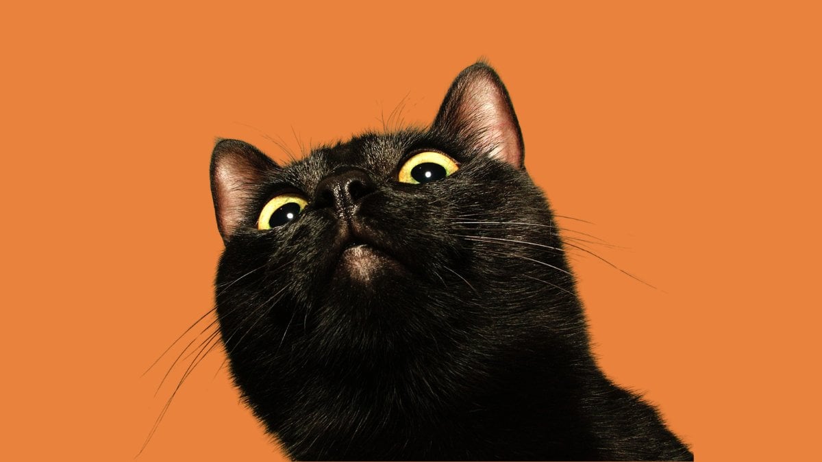 A black cat with gold eyes looking up expectantly against an orange background