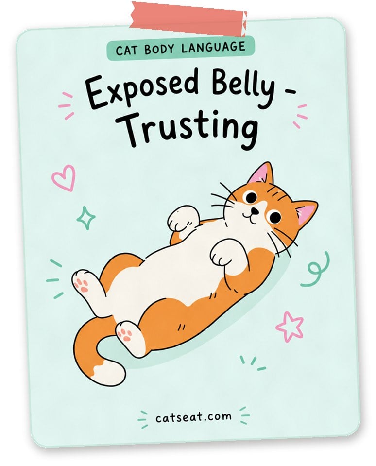 Cat body language: exposed belly means trusting — illustration of an orange and white cat lying on its back