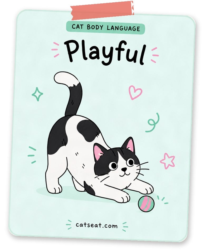 Cat body language: playful — illustration of a black and white cat in a play bow with a ball