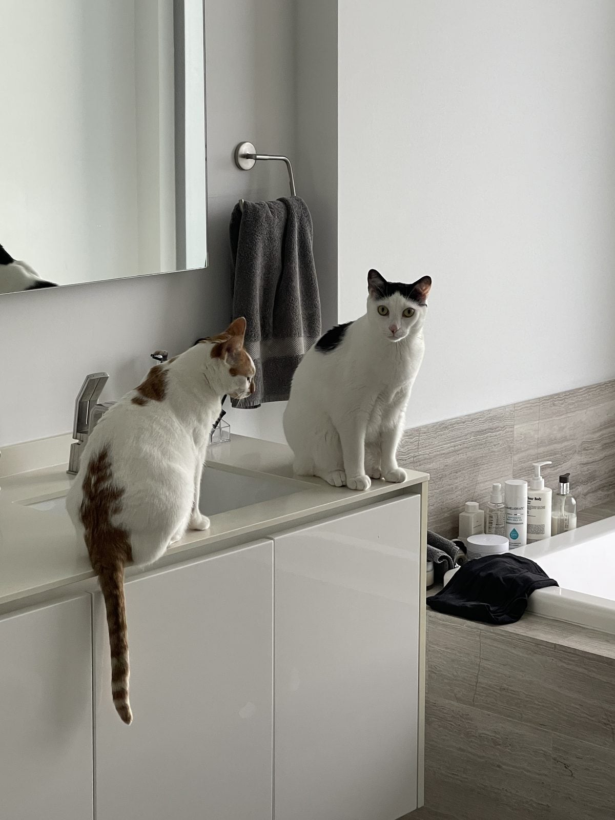 Thelma and Louis sitting side by side on the bathroom vanity next to the sink