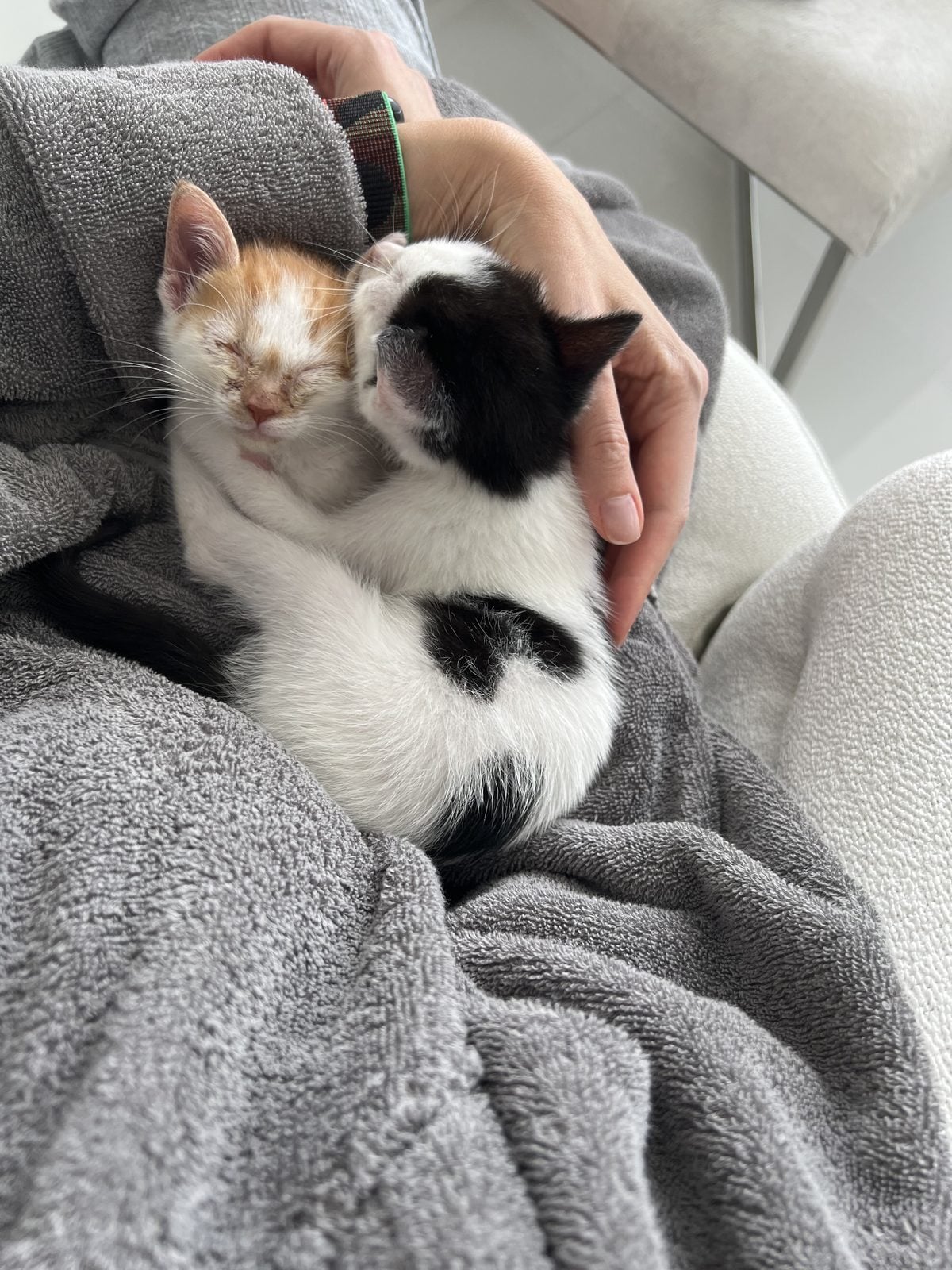 Thelma and Louis as kittens, cradled together in an arm against a gray robe
