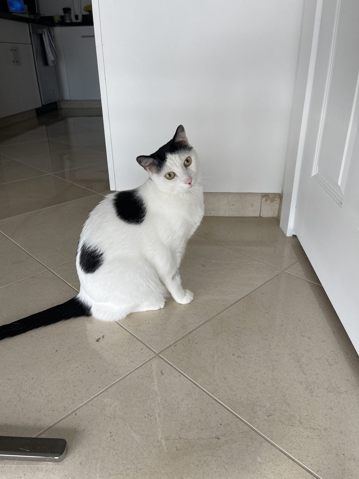 Louis sitting on the tile floor beside an open door, glancing back over his shoulder