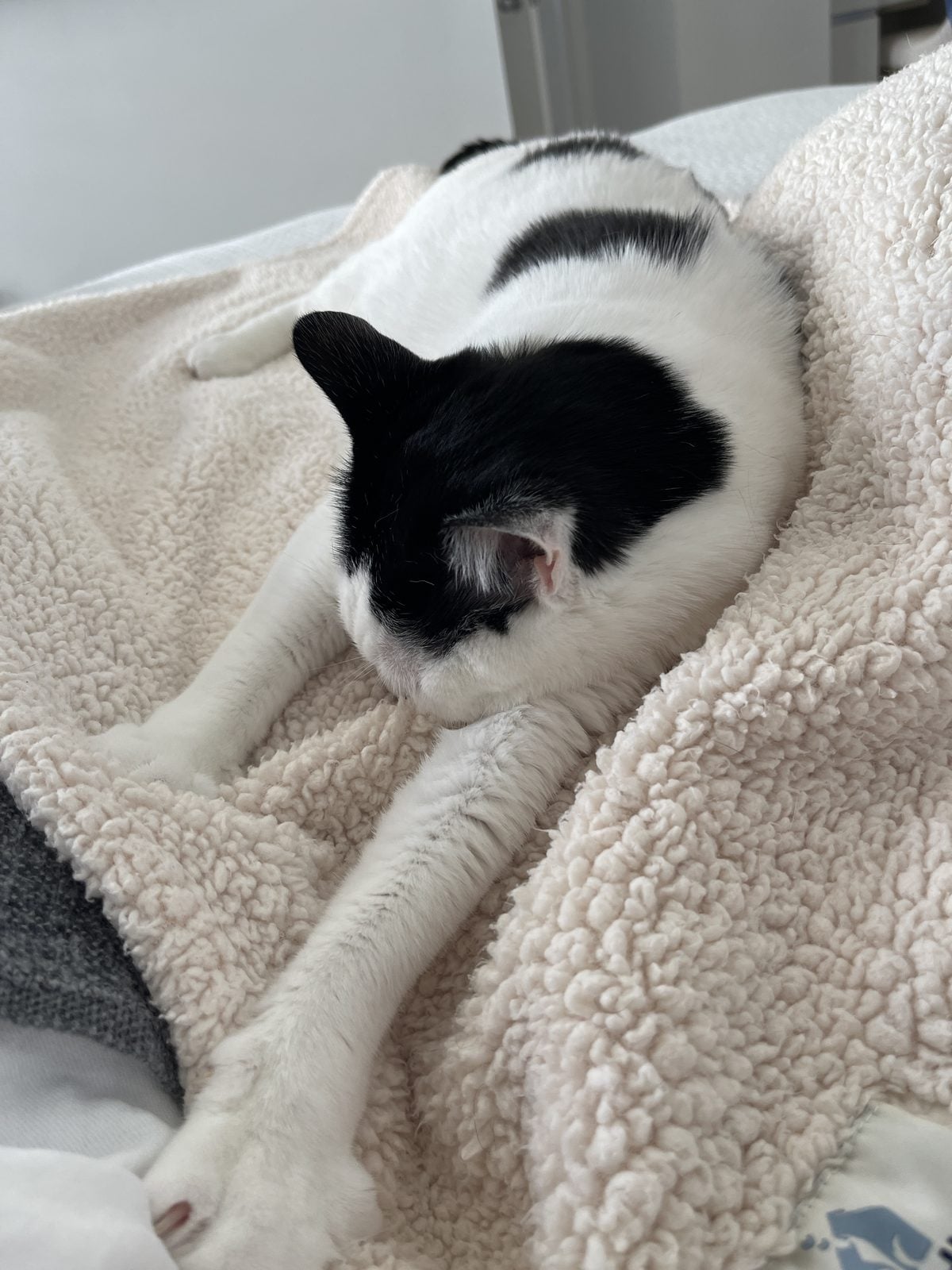 Louis lying on a bed with both front paws stretched into a cream sherpa blanket