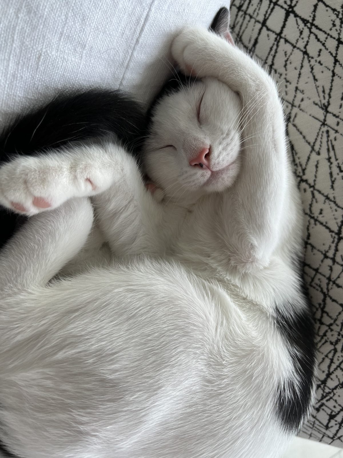 Louis as a kitten, fast asleep on his back with a front leg stretched over his head