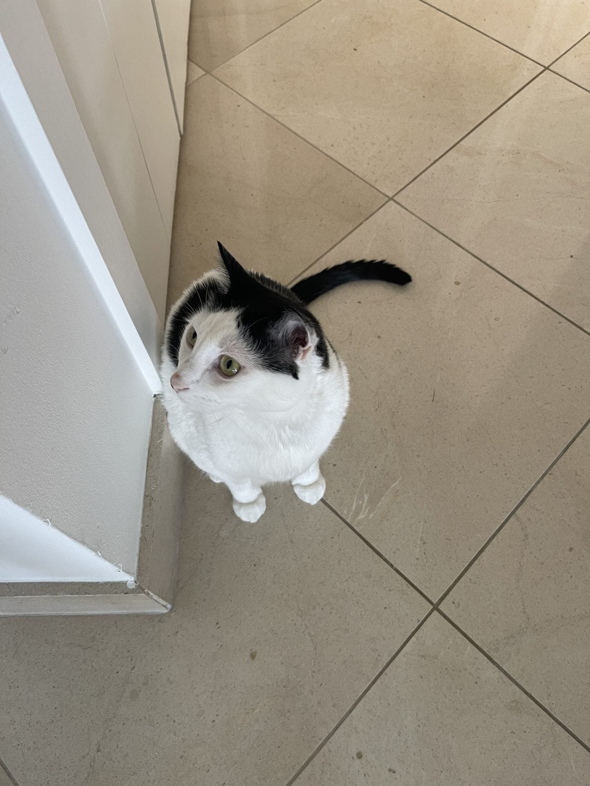 Louis sitting on the tile floor looking straight up at the camera