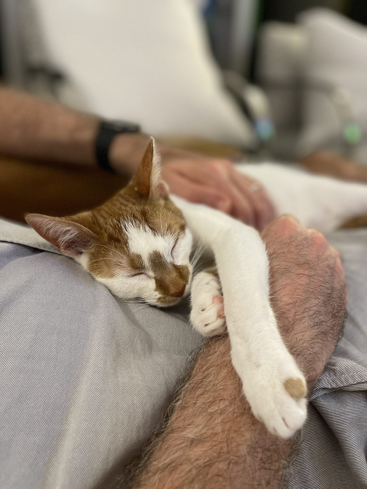 Thelma asleep on a lap with her front paws draped over an arm