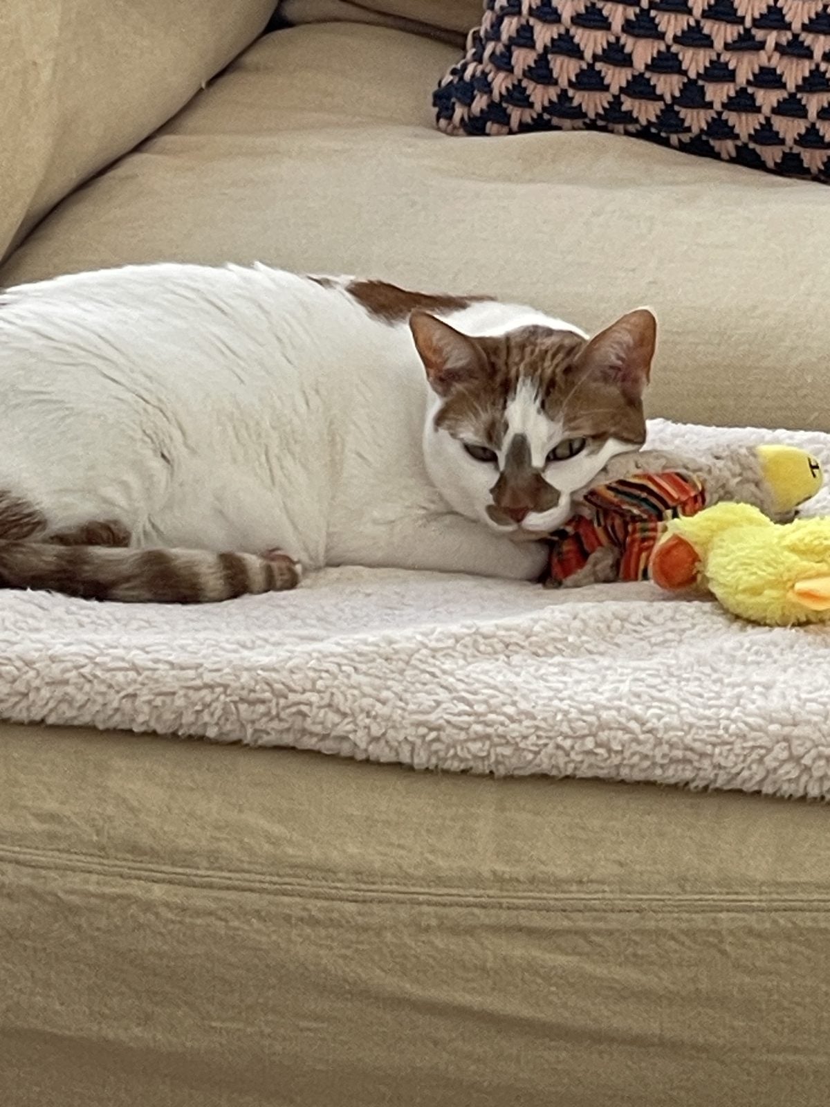 Thelma lying on a couch cushion with a small pile of her toys next to her