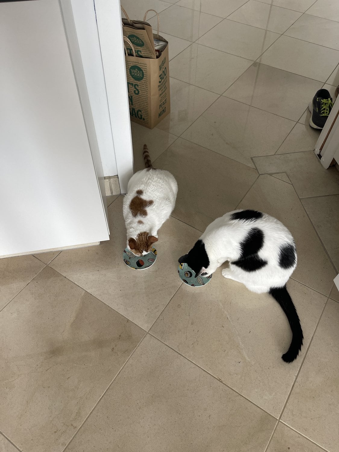 Thelma and Louis eating side by side from their patterned bowls on the kitchen floor
