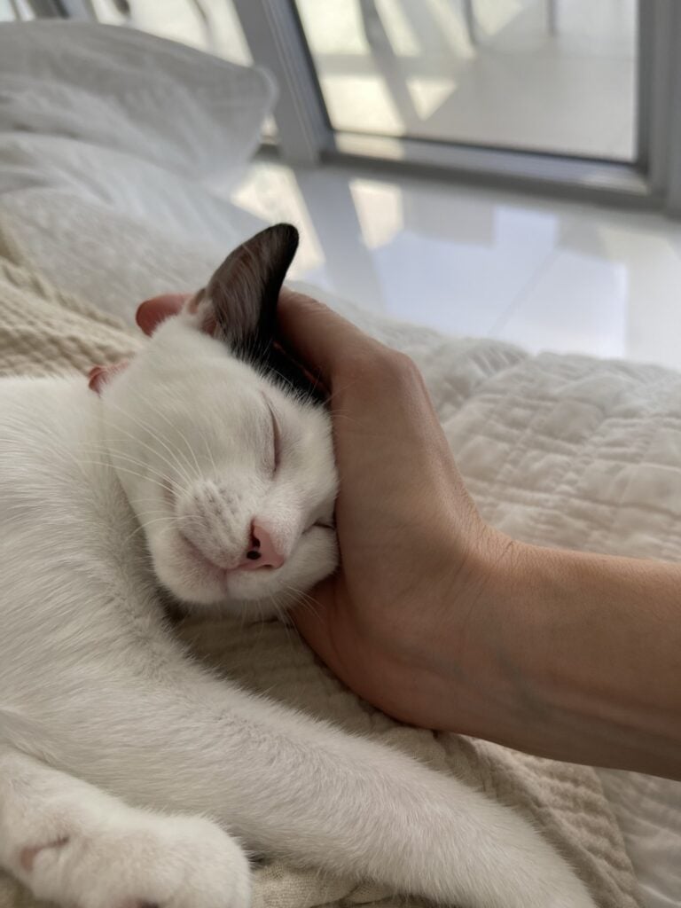 Louis asleep on a cream blanket in the sun with a hand cupped gently around his cheek